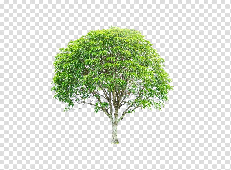 Mango Mangifera indica , Green mango tree transparent background PNG clipart