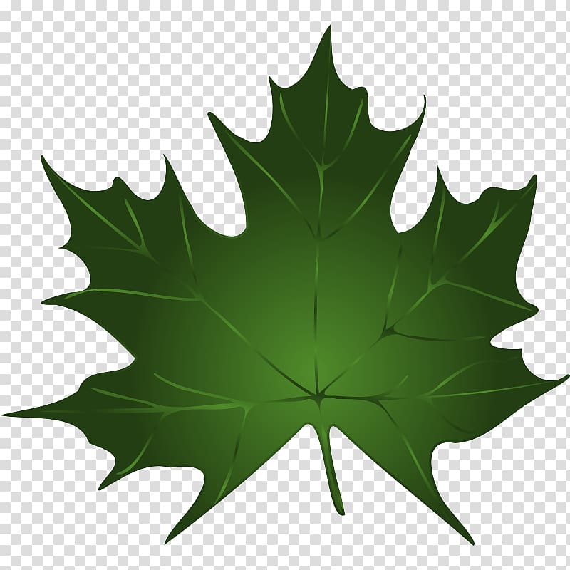 Sugar maple Maple leaf Green , Maple Leaf transparent background PNG clipart