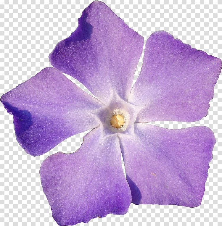 Periwinkle Flower Violet, flower transparent background PNG clipart