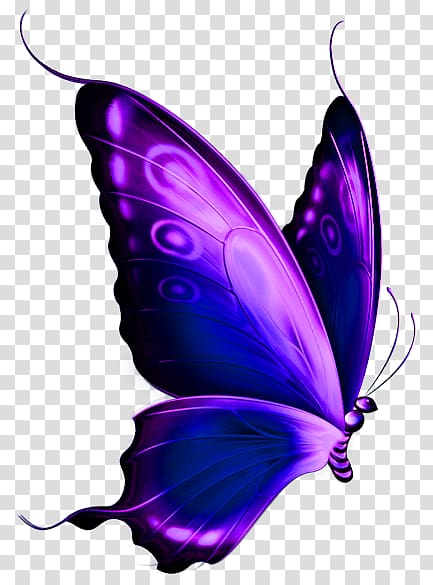 Butterfly Purple Computer Icons , Purple Butterfly transparent background PNG clipart