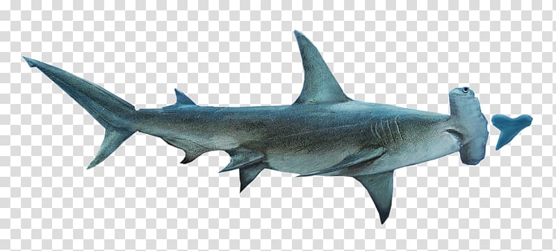 Hammerhead shark Lamniformes Requiem shark Squaliformes Tiger shark, sharks transparent background PNG clipart