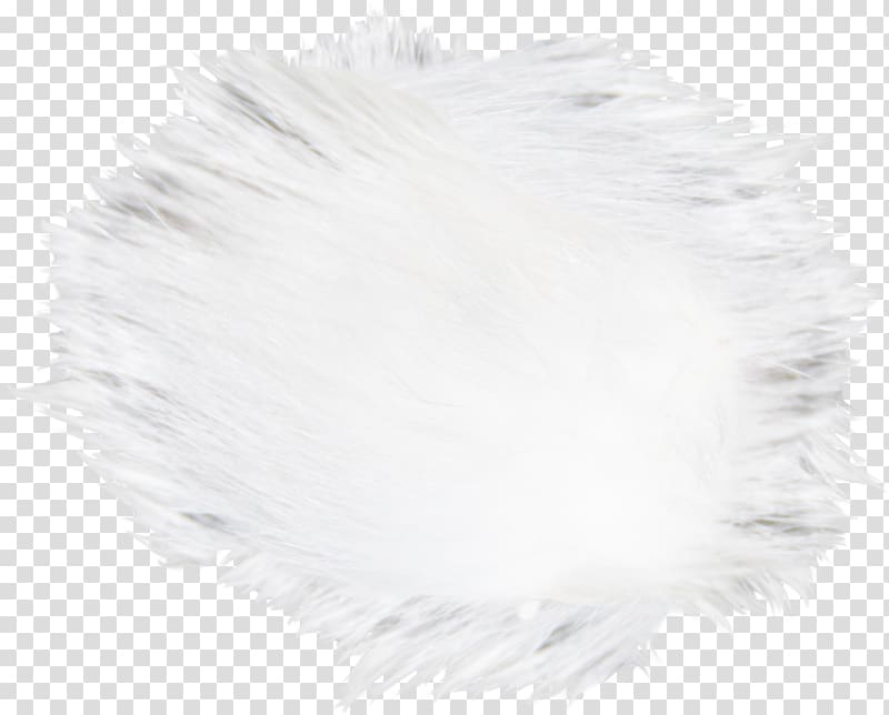 White Hair Canities Fur, White hairs transparent background PNG clipart