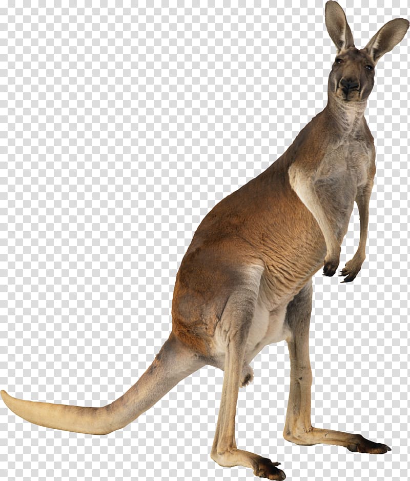 Kangaroo transparent background PNG clipart