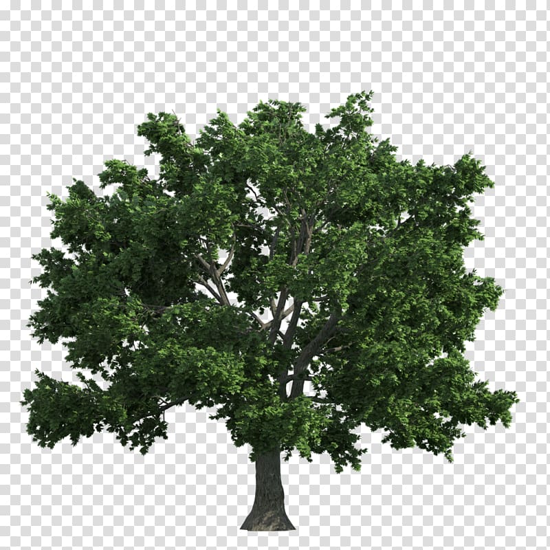 Tree English oak, two transparent background PNG clipart