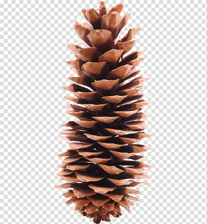 Conifer cone Pine Icon, Pine cone material transparent background PNG clipart