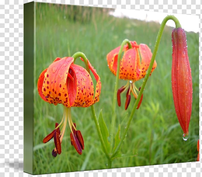 Fritillaries Petal Wildflower, tiger lily transparent background PNG clipart