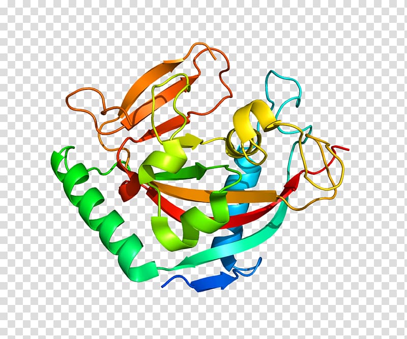 Protein structure Gene, others transparent background PNG clipart