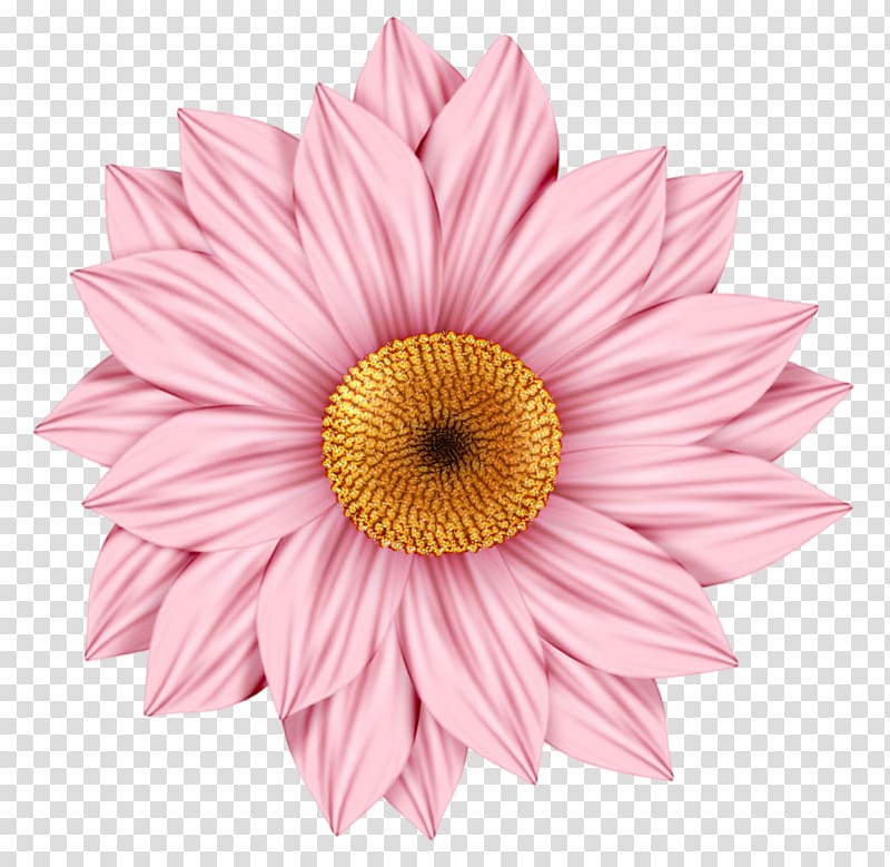 Transvaal daisy Daisy family Common daisy , flower transparent background PNG clipart