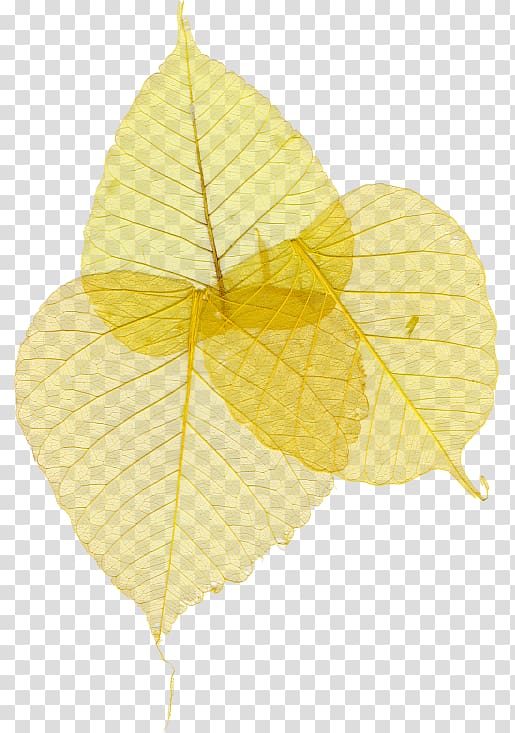 Leaf Yellow Google s, Leaf transparent background PNG clipart