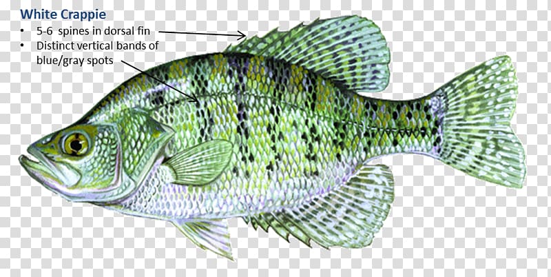 White crappie Black crappie Perch Tilapia Fishing, Fishing transparent background PNG clipart