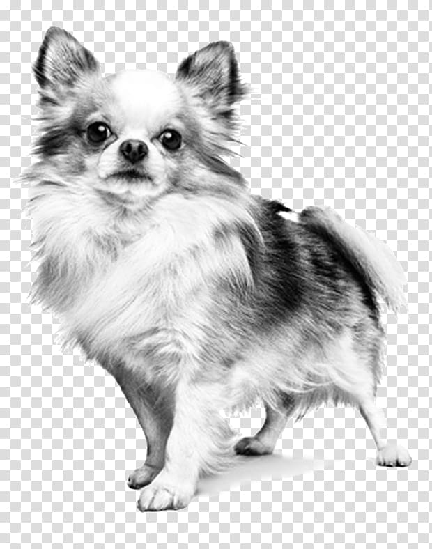 German Spitz Klein Chihuahua Pomeranian Dog breed Puppy, puppy transparent background PNG clipart