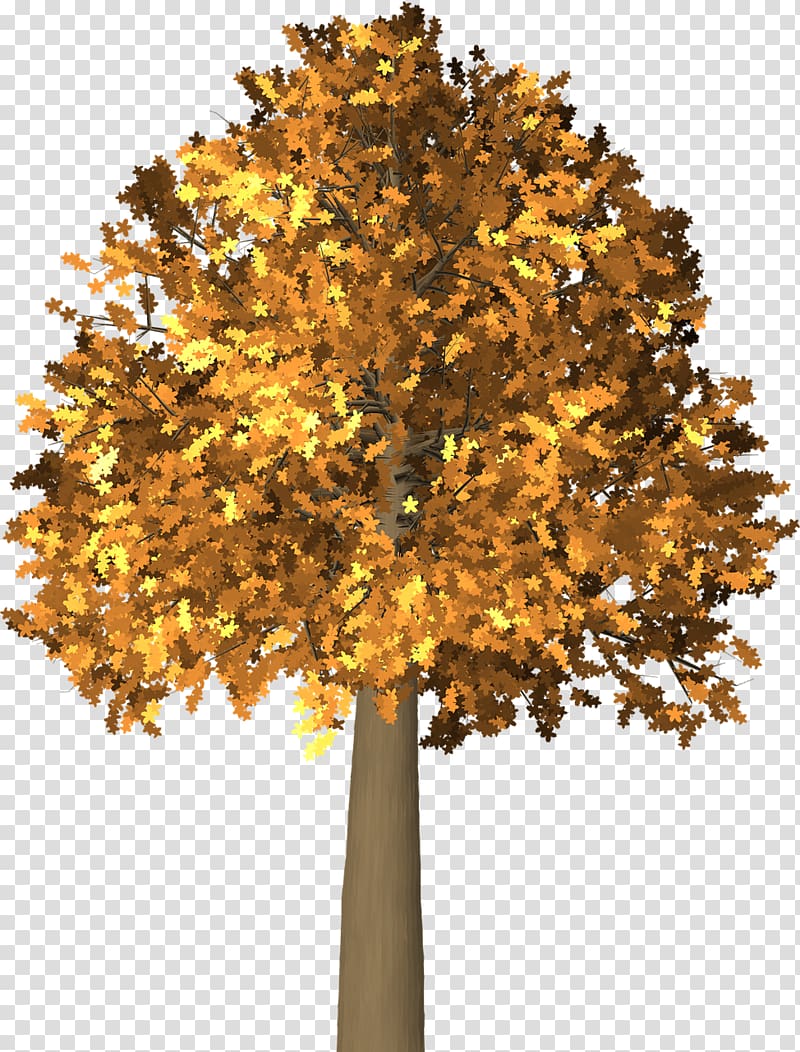 Maidenhair tree Autumn Branch , tree transparent background PNG clipart
