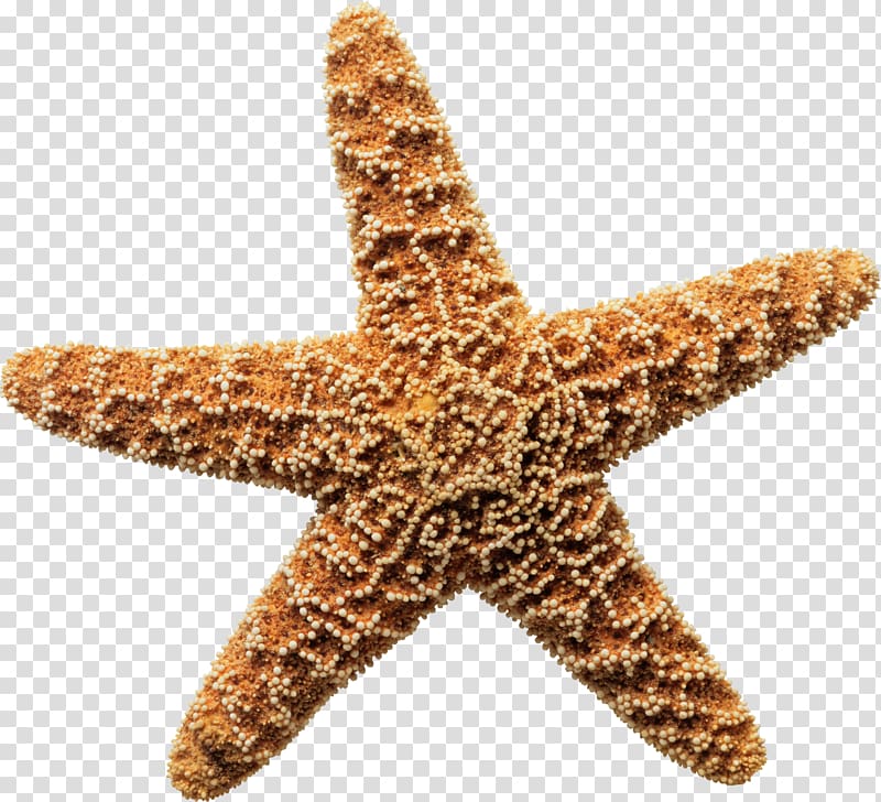 Starfish Seashell Sponge , starfish transparent background PNG clipart