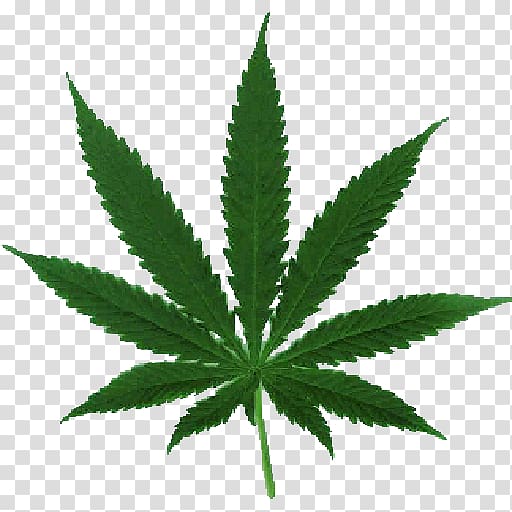 green Cannabis Sativa screenshot, Cannabis sativa Cannabis ruderalis Marijuana Medical cannabis, marijuana transparent background PNG clipart