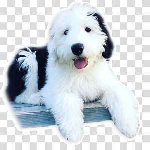 Cartoon Sheep Old English Sheepdog German Shepherd Sheltie