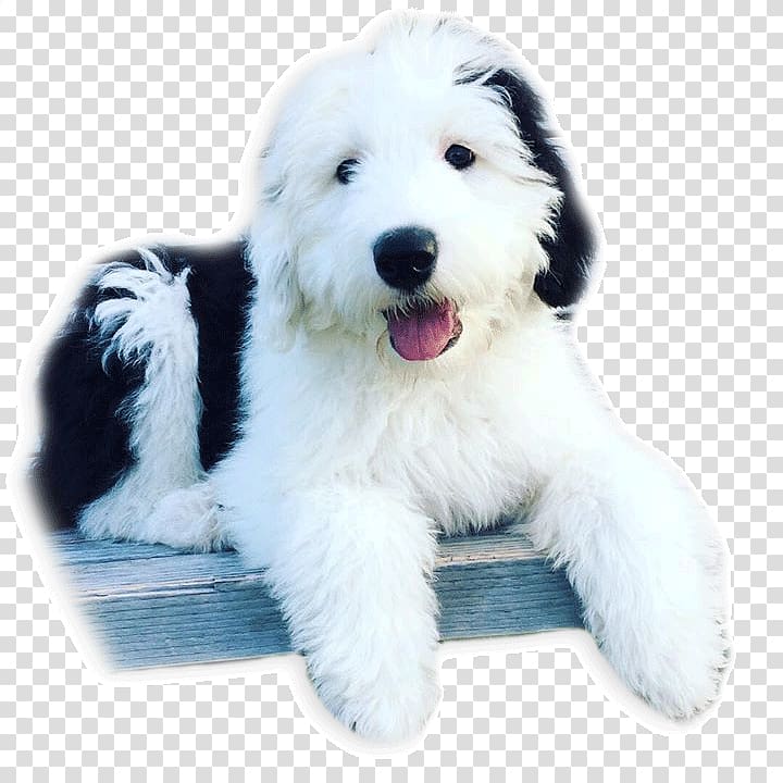 Goldendoodle Old English Sheepdog Polish Lowland Sheepdog Bearded Collie South Russian Ovcharka, puppy transparent background PNG clipart