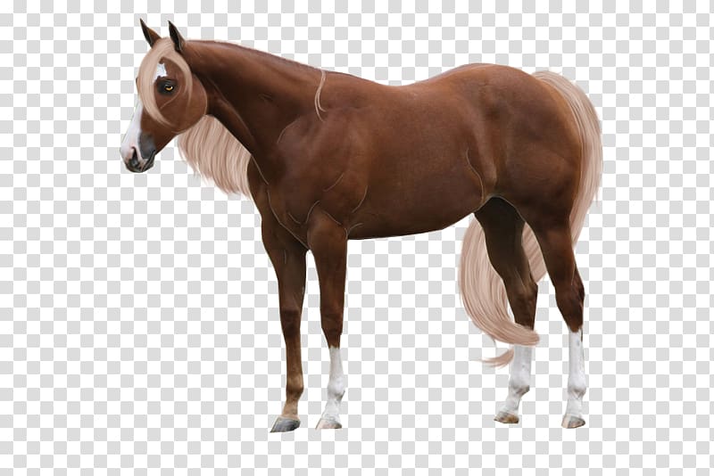 Arabian horse Stallion Chestnut American Quarter Horse Foal, others transparent background PNG clipart