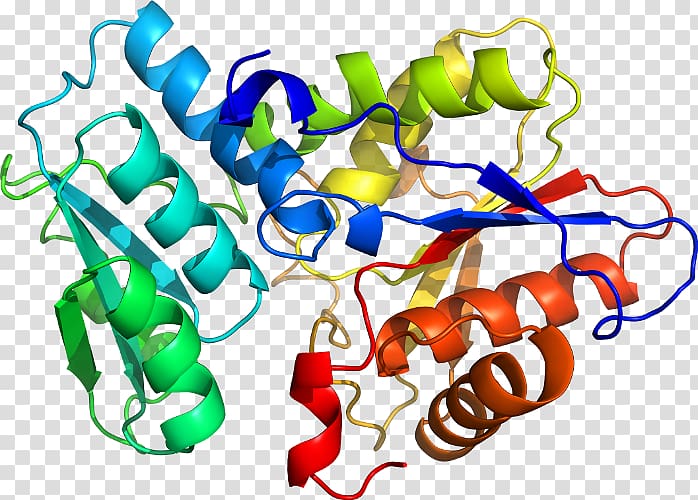 Enzyme Tryptophan synthase Urease Protein subunit Pyridoxal phosphate, others transparent background PNG clipart