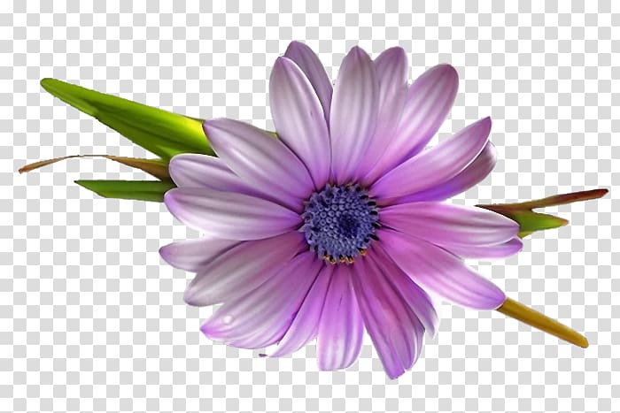 Transvaal daisy Close-up Petal, others transparent background PNG clipart