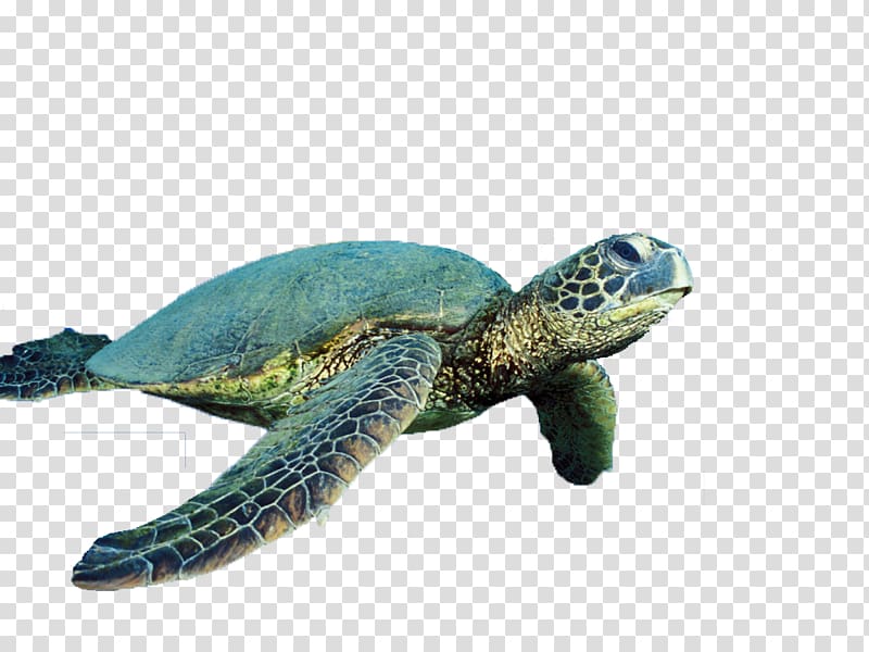 brown tortoise illustration, Sea turtle Reptile Cropping, Turtle Free transparent background PNG clipart