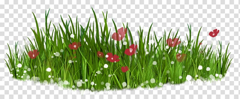Flower Lawn , Green grass transparent background PNG clipart