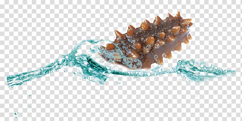 Sea cucumber as food Seafood, Sea cucumber transparent background PNG clipart