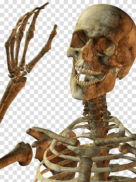 human skeleton, Hello Skeleton transparent background PNG clipart