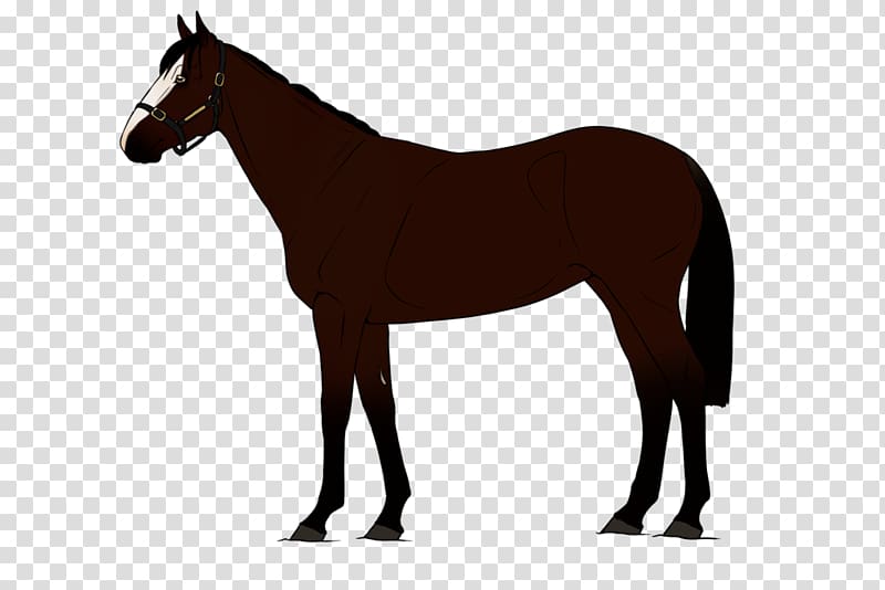 Belgian horse American Quarter Horse Arabian horse American Saddlebred Equestrian, thoroughbred transparent background PNG clipart