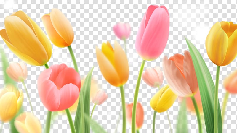 yellow and pink tulips illustration, Indira Gandhi Memorial Tulip Garden Paper Flower painting, Tulips 40 transparent background PNG clipart