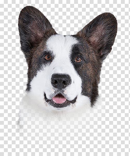 Dog breed Cardigan Welsh Corgi Karelian Bear Dog Pekingese Flea, others transparent background PNG clipart