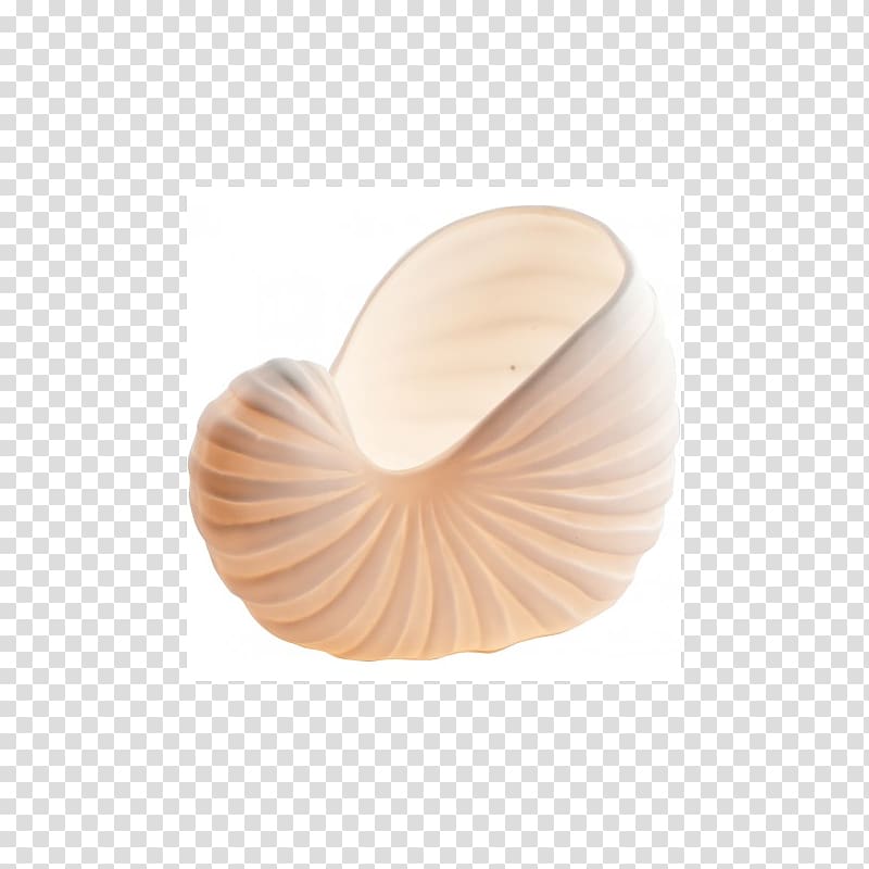 Nautiluses Seashell, seashell transparent background PNG clipart