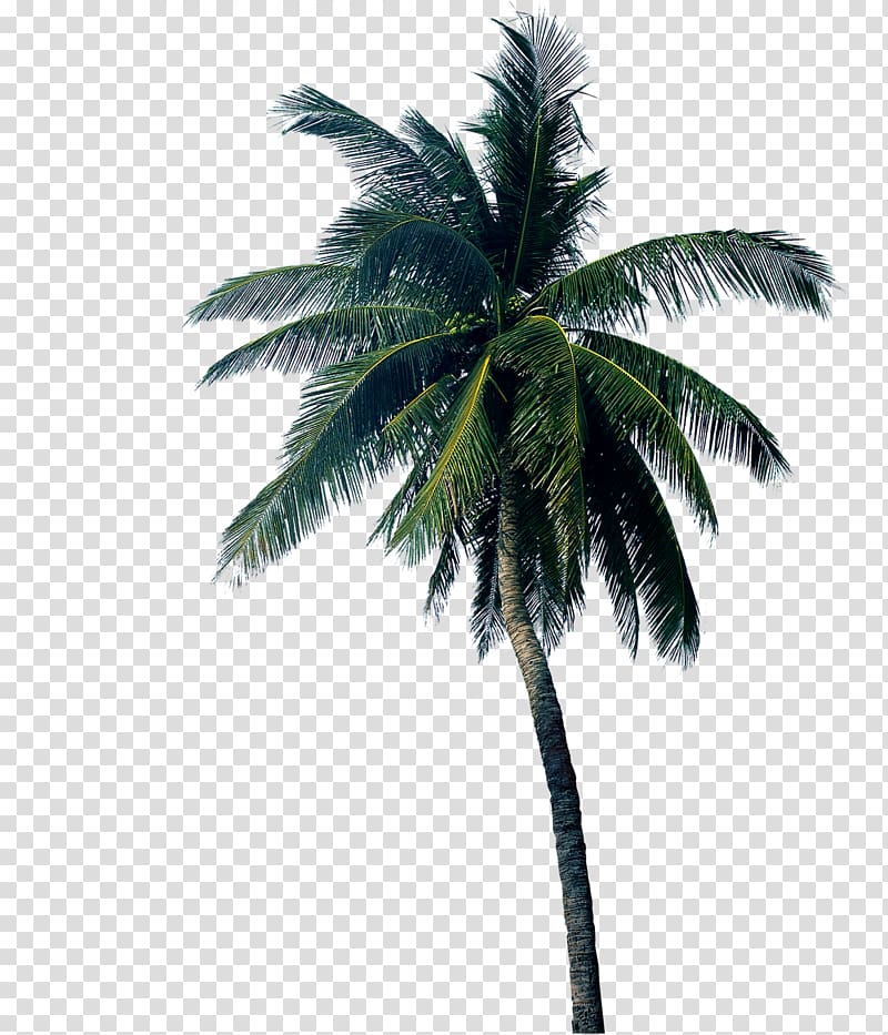 Cabuyao Padappai House Apartment Villa, palm tree transparent background PNG clipart