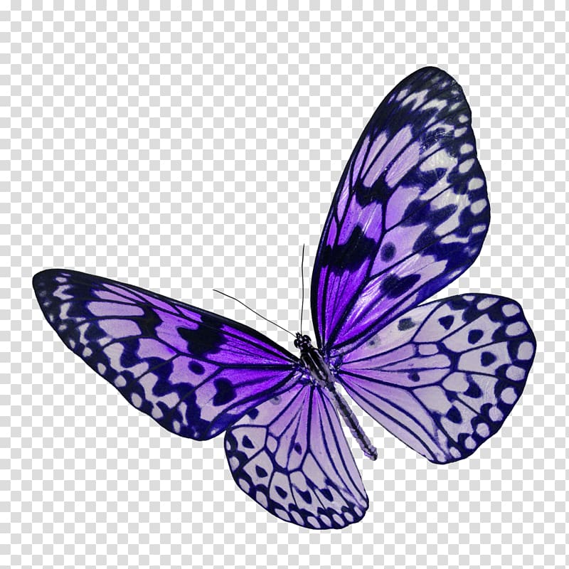 Butterfly , butterfly transparent background PNG clipart