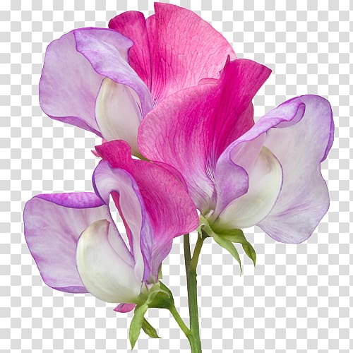 Broad-leaved sweet pea Cut flowers Indian pea, pea transparent background PNG clipart