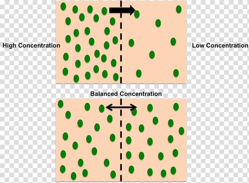 Facilitated diffusion Concentration Semipermeable membrane Osmosis, diffusion transparent background PNG clipart