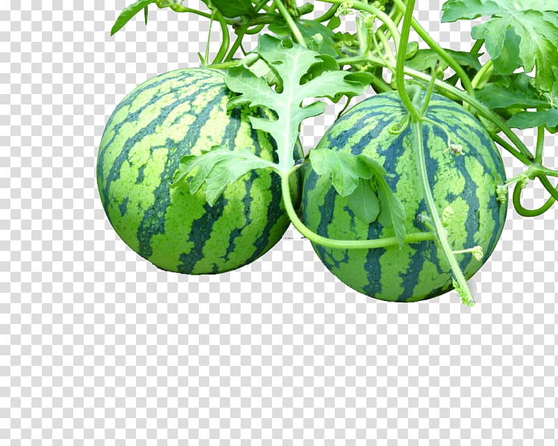 Watermelon Vegetable Auglis, 2 large watermelon transparent background PNG clipart
