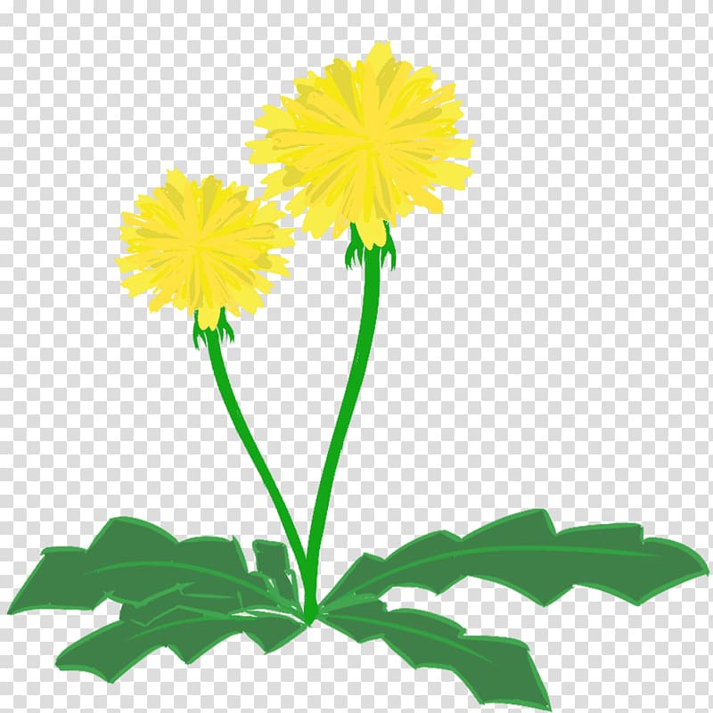 Dandelion Cut flowers , dandelion transparent background PNG clipart