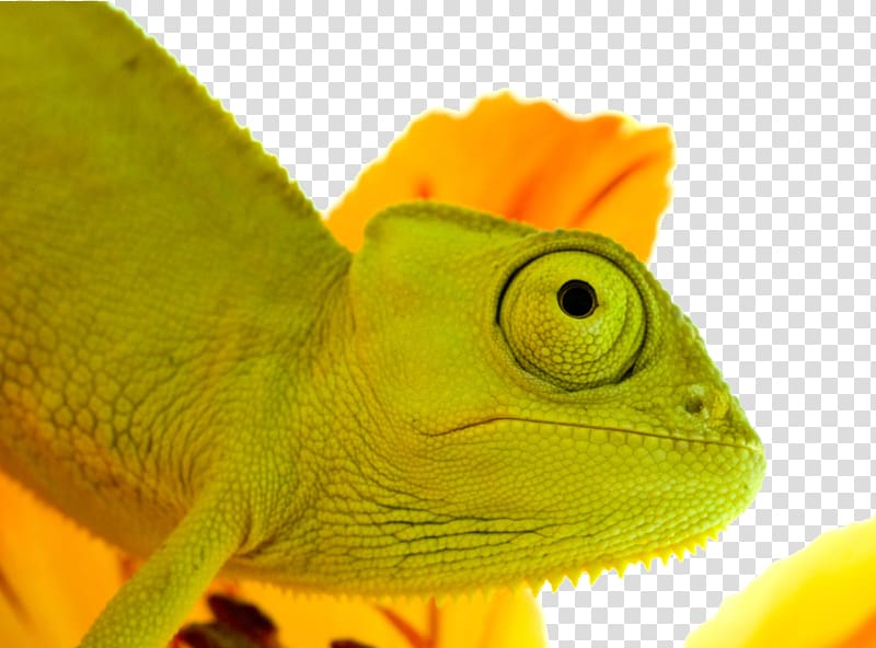 Reptile Lizard Chamaeleo Jacksons chameleon, Cute chameleon transparent background PNG clipart