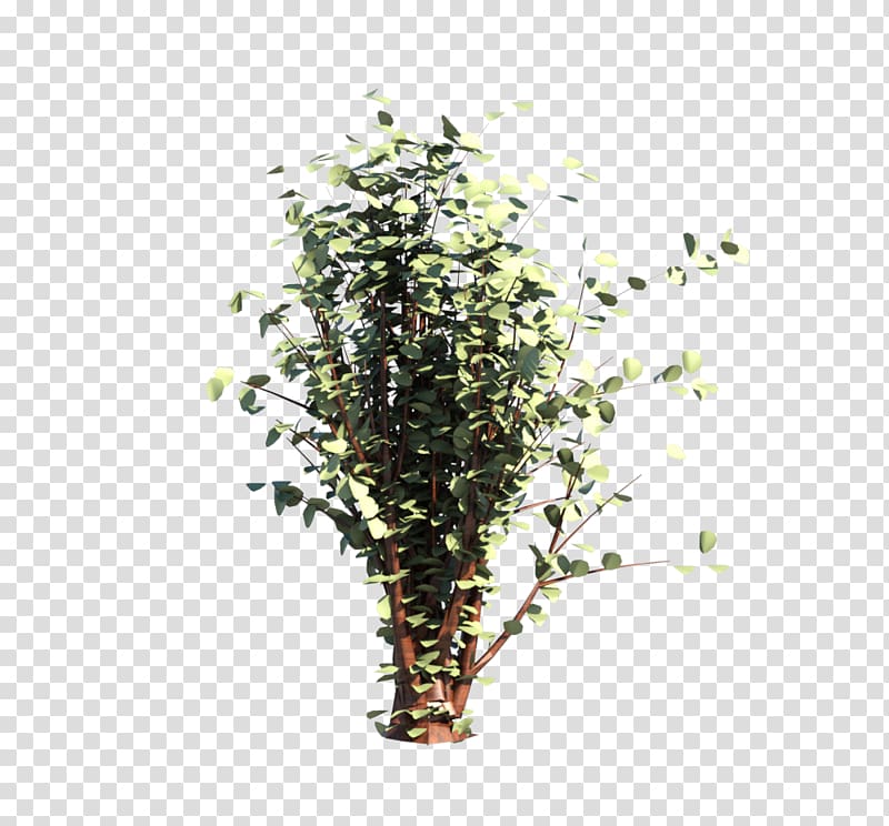Shrub Architectural engineering MasterFormat Building information modeling, others transparent background PNG clipart
