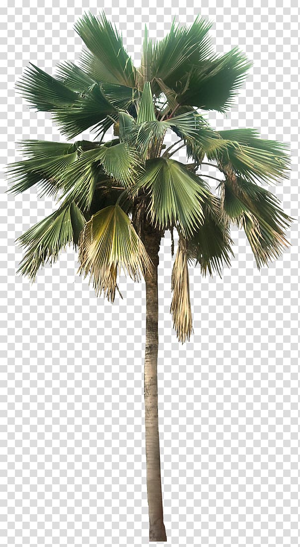 palm tree, Washingtonia robusta Washingtonia filifera Pritchardia pacifica Arecaceae, Palm Tree Great Looking Desert Plants transparent background PNG clipart