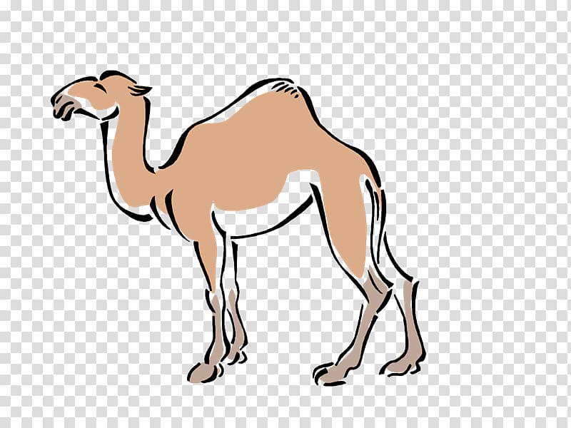 Dromedary Pack animal Mustang , camels transparent background PNG clipart
