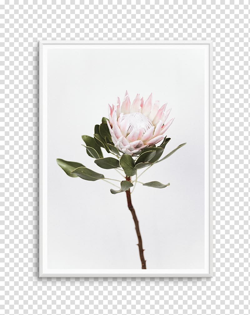 Sugarbushes Poster Petal Art, botanical olive transparent background PNG clipart