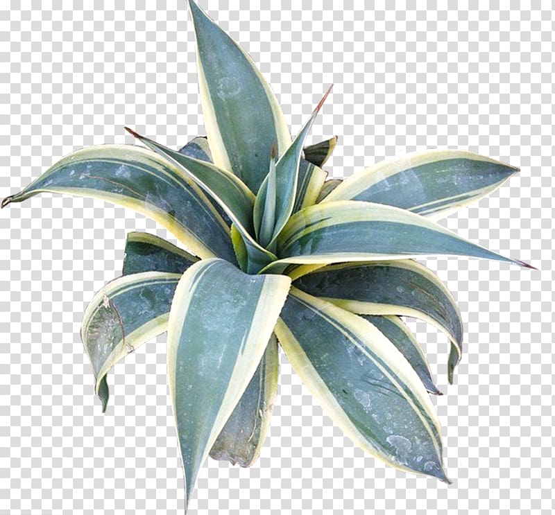 Agave azul Flowerpot Leaf, others transparent background PNG clipart