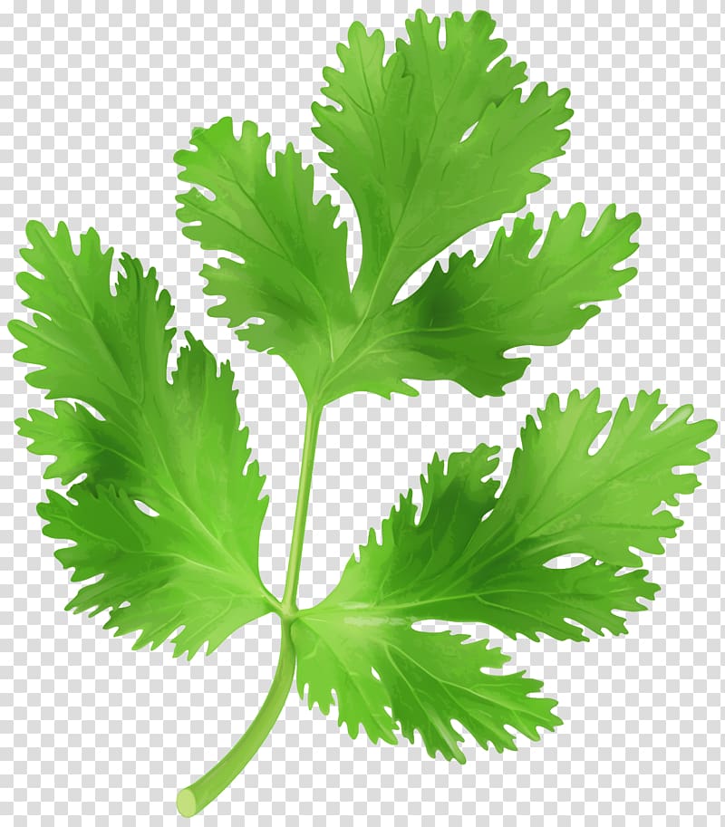 green leafed plant illustration, Parsley Coriander Vegetable , rose border frame transparent background PNG clipart