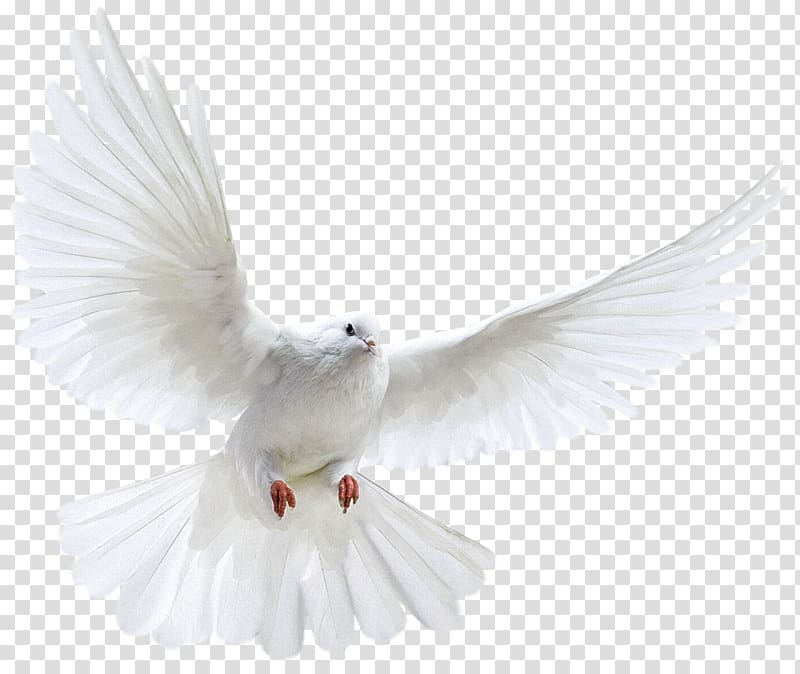 fly pigeons transparent background PNG clipart