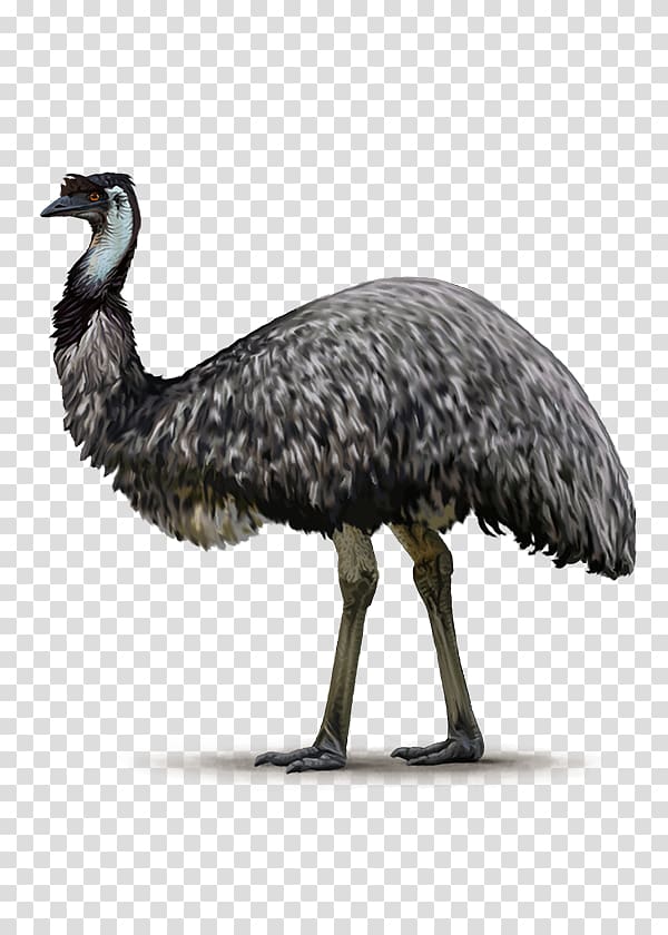 Common ostrich Flightless bird Emu Ratite, ostrich transparent background PNG clipart