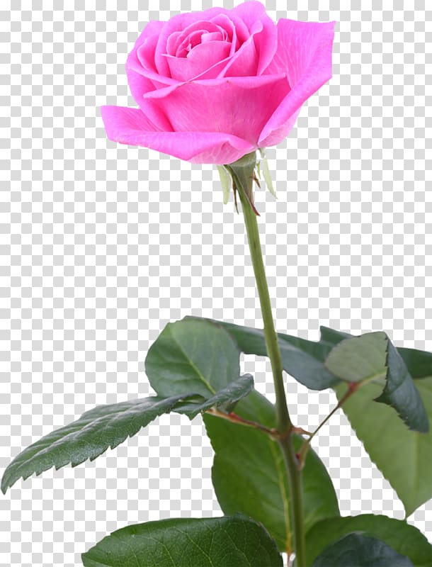 Garden roses Cabbage rose China rose Floribunda Still Life: Pink Roses, flower transparent background PNG clipart