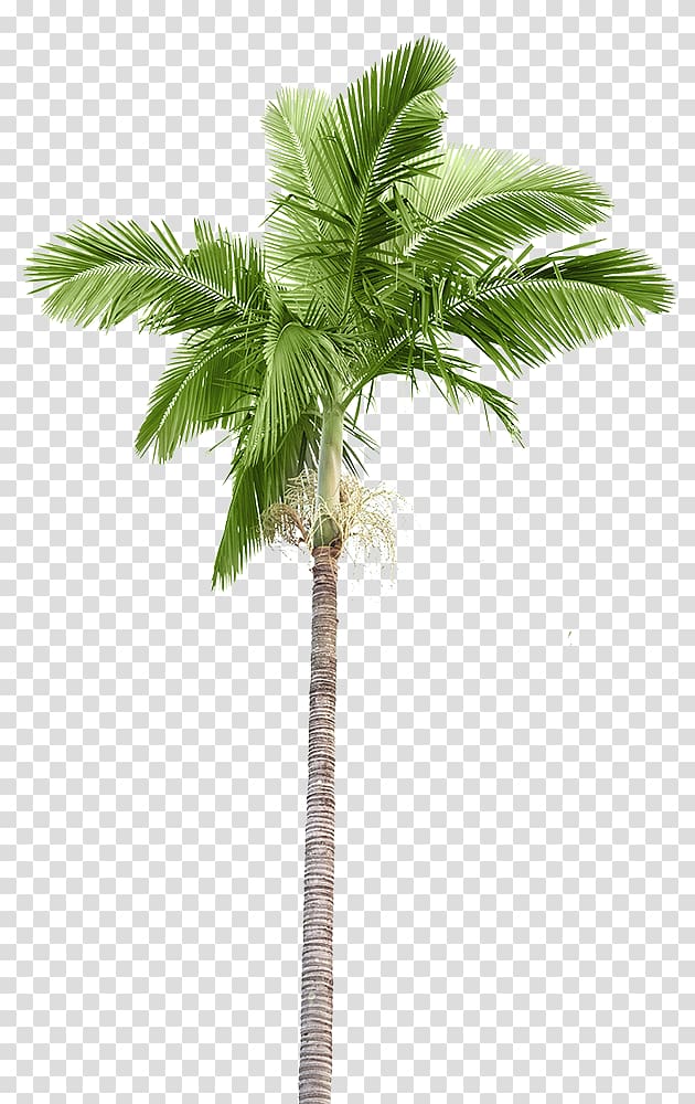 Arecaceae Palm branch Coconut, coconut transparent background PNG clipart