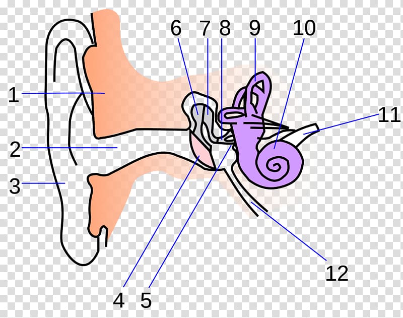 Ear Anatomy Eardrum Inner ear, ear transparent background PNG clipart