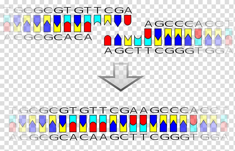 DNA ligase Ligation Recombinant DNA Restriction site, transparent background PNG clipart